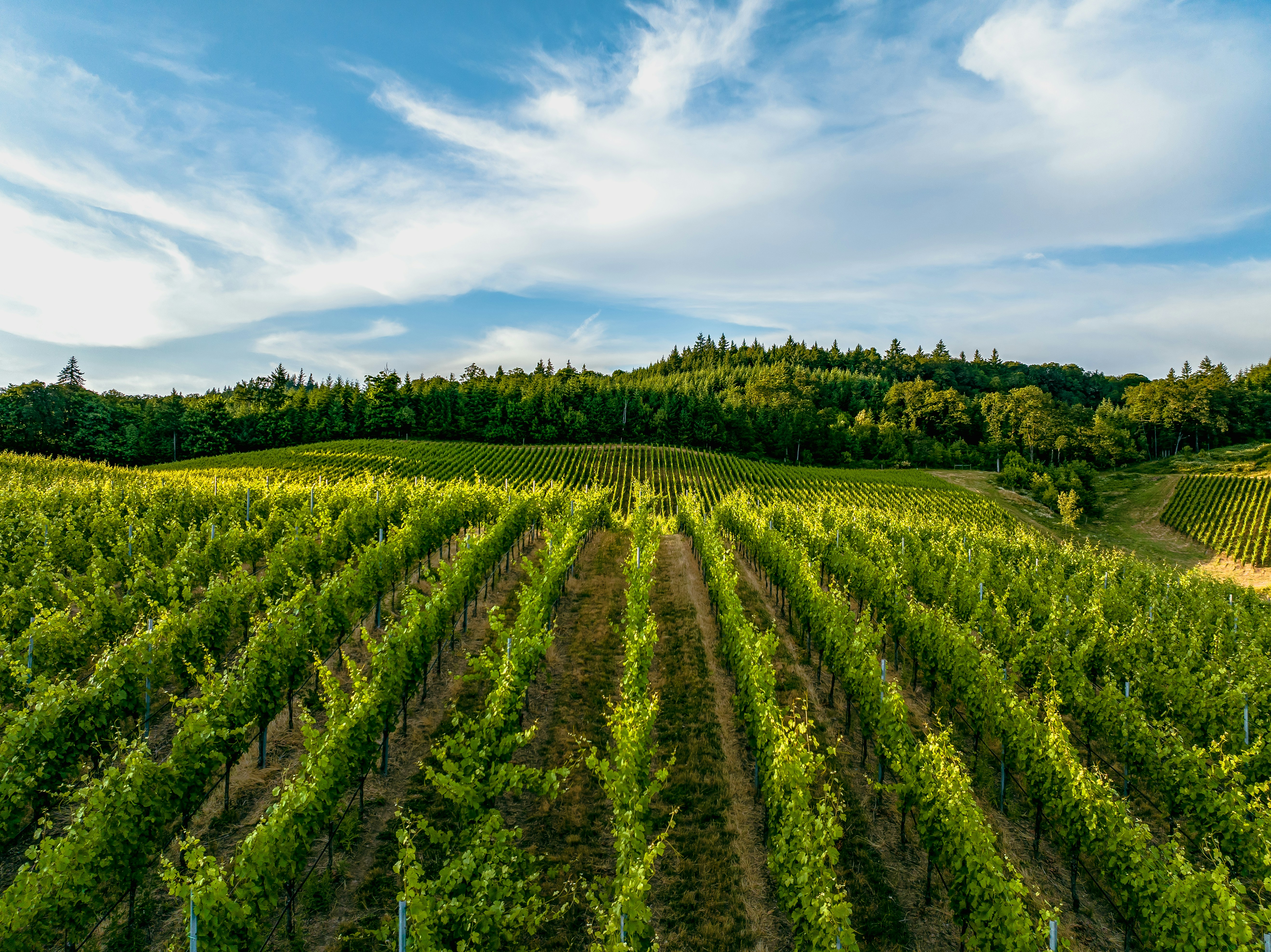 Willamette Valley Oregon